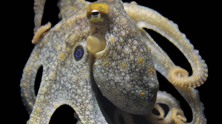 Photograph of a California two-spot octopus