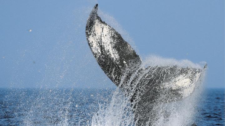 A diving humpback shows its flukes—a favorite sight for whale watchers. 