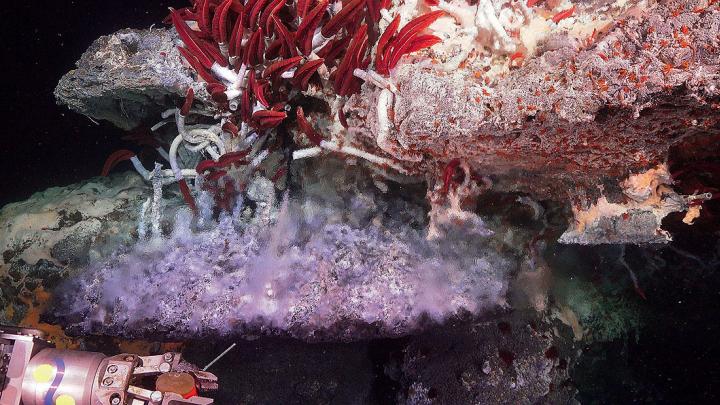 Photograph of giant tube worms living near a hydrothermal vent in the Gulf of California