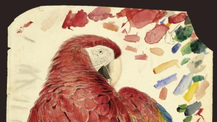 Study of a Red and Yellow Macaw <i>(Macrocercus aracanga),</i> now known as Scarlet Macaw <i>(Ara macao).</i> Watercolor over graphite on paper.