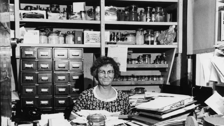 Sears in her Woods Hole office in 1960