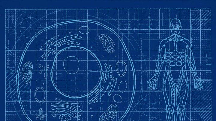 Illustration depicting blueprints of life, from a single cell to a whole human body