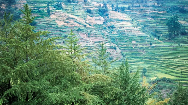 Ginkgo specimens in their ancestral setting: Shan Jiang village, Guizhou Province, in the People’s Republic of China
