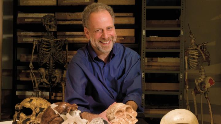 A skull session with human evolutionary biologist  Daniel Lieberman in the fossil room at the Peabody Museum.  Millions of years  of natural selection have shaped the human head. From left to right: a  Neanderthal; <i>Homo erectus; Homo habilis;  Australopithecus africanus; Pan troglodytes</i> (common chimpanzee);  <i>Homo sapiens</i> (human).  “Gonzo,” a Neanderthal skeleton, stands in the back.