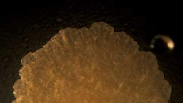 Mycobacteria form greasy, fatty-looking colonies. Their thick lipid coatings may play a role in allowing them to survive an onslught of antibiotics.