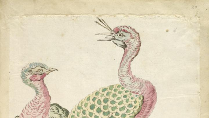 Jean-Baptiste Oudry, <i>Two Peacocks</i> from the <i>Avian Album,</i> 18th century. Watercolor and black ink over traces of graphite on off-white antique laid paper, adhered to cream antique laid paper.