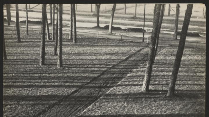 <i>Untitled</i> (Trees and Shadows, Burgkühnauer Allee, Dessau), April 1, 1929