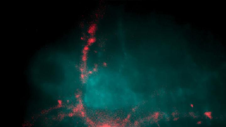 Genetic alterations allow researchers to observe the electrical firing of a neuron (pink) as a flash of light, detectable by specially modified optical microscopes.