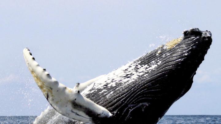 From <i>The Sounding of the Whale,</i> by D. Graham Burnett, at the Harvard Museum of Natural History