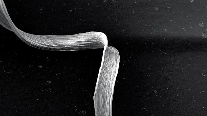 A lignified fiber from a coiled tendril, greatly  magnified