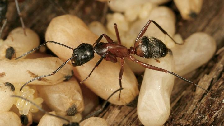 <i>Camponotus chromaiodes</i> (red carpenter ant), from <i>A Field Guide to the Ants of New England</i> 