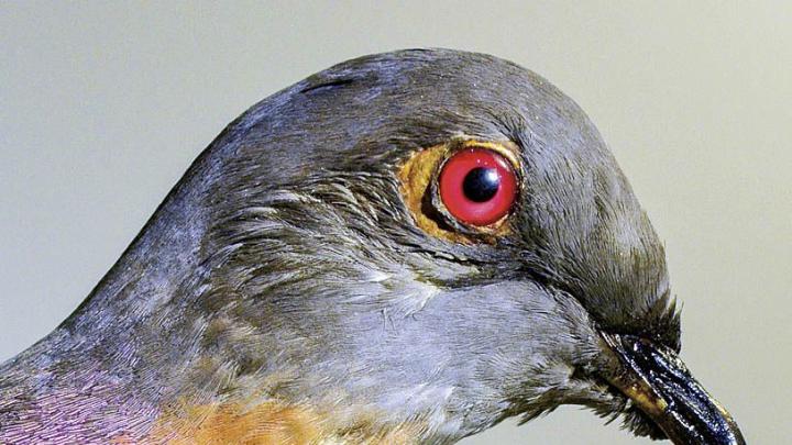 The now extinct passenger pigeon, at the Harvard Museum of Natural History