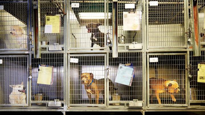 Dogs held in a U.S. shelter