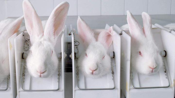 Rabbits being used for testing by the cosmetics industry