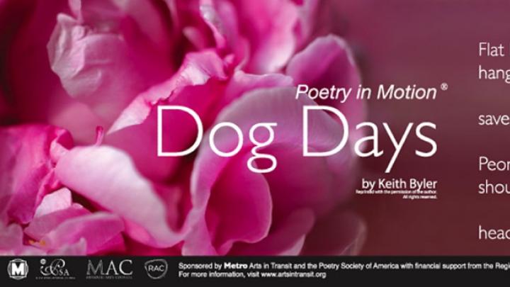 <i>Dog Days</i> by Keith Byler