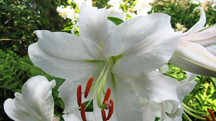 The Asiatic lily, <i>Lilium casablanca.</i>