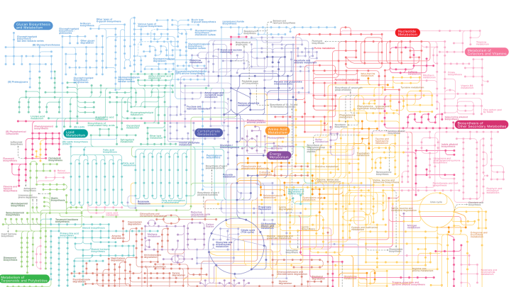 A map of the known metabolic pathways in the human body shows in dizzying complexity the chemical reactions that occur within cells to form metabolites.