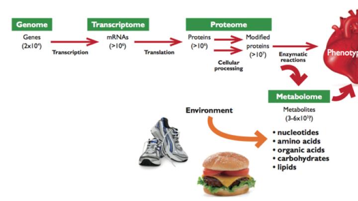 From Genome to Metabolome:  The amount and complexity of data increase from the genome to the transcriptome to the proteome. The metabolome is not only simpler and more  reflective of health status, it also incorporates environmental influences, for example, from exercise and diet.