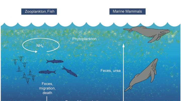 Roman's research demonstrated (center) that whales play a critical role in recycling oceanic nutrients because, unlike fish, they excrete waste at a level in the water column different from their preferred feeding zone.