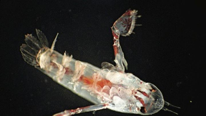 A copepod