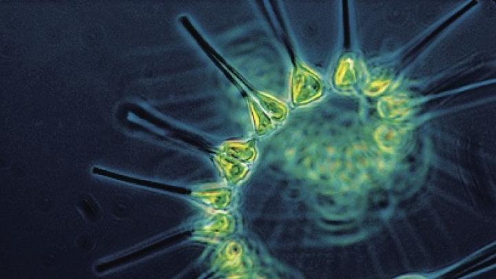 Phytoplankton, the base of the ocean food chain