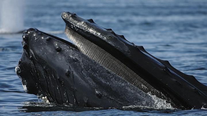 A humpback at the water’s surface, where ships put the whales at risk.