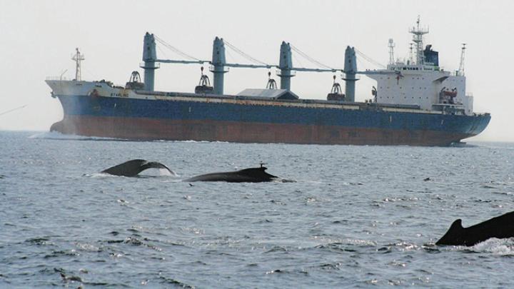 Yearly, some 2,000 large commercial vessels serving Boston harbor cross the Stellwagen Bank National Marine Sanctuary, intersecting with many whales.