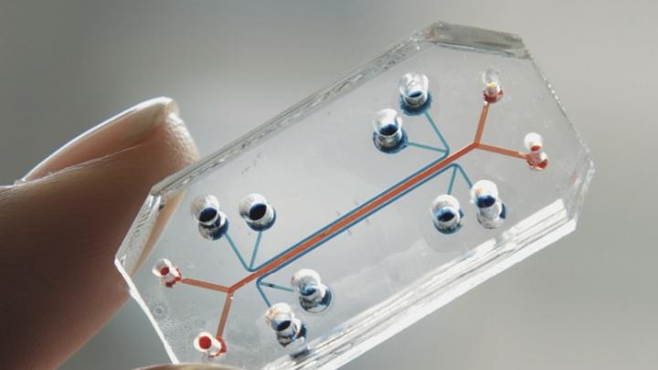 A microchip that mimics a human lung could screen drugs or test for toxins.