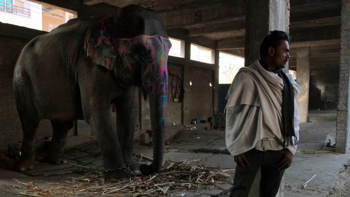 Before Mehrotra's firm won the contest to design the elephant village, the government built its own housing for the elephant keepers: a concrete-block building in an urban setting. The <i>mahouts</i> who still live here say they will move to Hathigaon as soon as more homes are complete there.  
