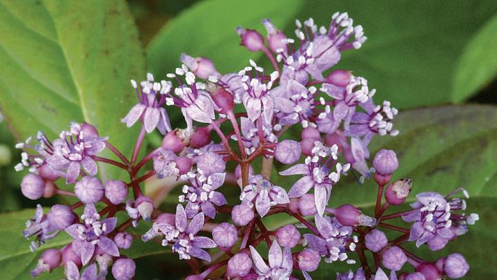 An extract of the blue evergreen hydrangea suppresses autoimmune reactions.