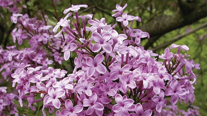 <i>Syringa</i> x <i>chinensis</i> ‘Lilac Sunday’, developed by the arboretum’s plant propagator John H. Alexander III