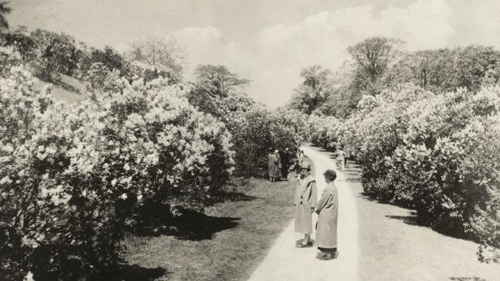 Lilac Sunday at the Arnold Arboretum in 1926