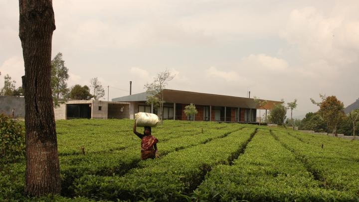 Mehrotra's firm also built a country house for a machine-tool company owner. Mehrotra convinced the owner to keep the tea plants on his property, and allow local people to harvest and sell the tea, rather than replacing the plants with manicured gardens. This strategy helps both the local ecology <i>and</i> the economy.