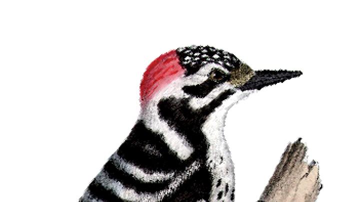 Nuttall&rsquo;s woodpecker, from a U.S. Department of the Interior boundary survey report&rsquo;s volume on birds, dated between 1857 and 1859