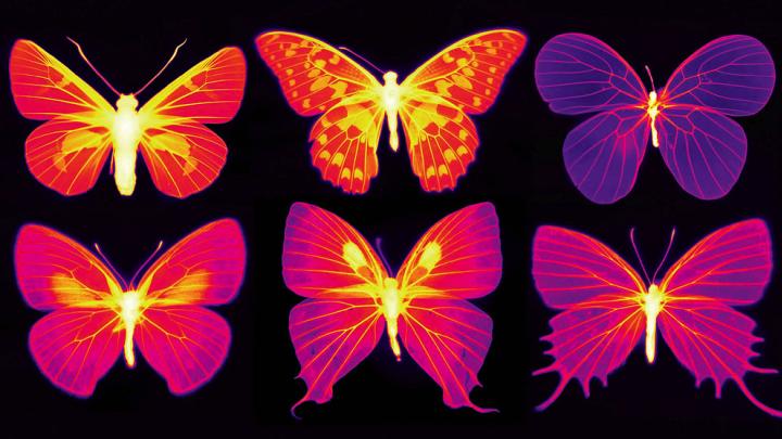 Six butterflies shown in infrared wavelengths of purple and pink colors
