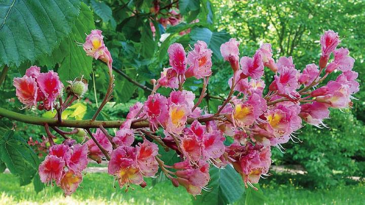 tree branch with pinkish-red blossoms 