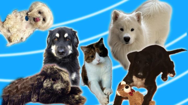 The pet hotsell health and