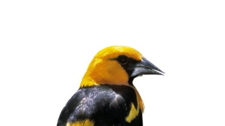 The Altamira oriole, a Texas resident, is America’s largest oriole.