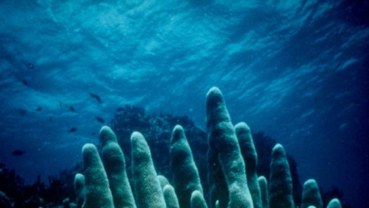 A brain coral, four feet in diameter, against a backdrop  of pillar coral, Rhone Reef, British Virgin Islands, 1989