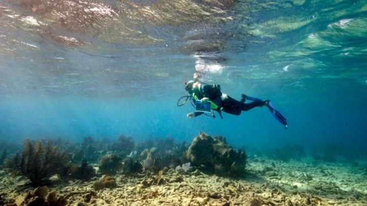 Jerry Greenberg in 2010, above a bed of staghorn coral at Carysfort Reef (six miles east of Key Largo))