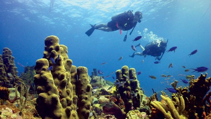 Pillar and other corals, Rhone Reef, British Virgin Islands, 2005