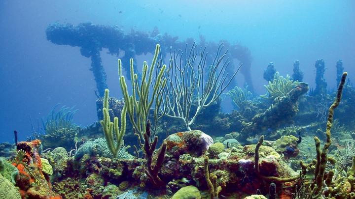 Wreck of the <i>Rhone,</i> British Virgin Islands, 2005 