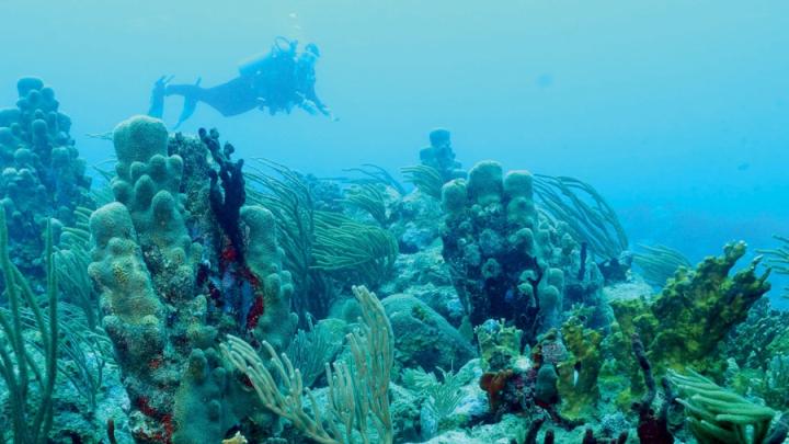Pillar and other corals, Rhone Reef, British Virgin Islands, 2011
