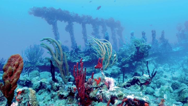 Wreck of the <i>Rhone,</i> British Virgin Islands, 2011