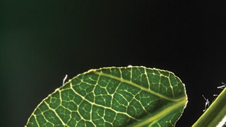 An <i>Atta cephalotes</i> worker carries a leaf to the nest.