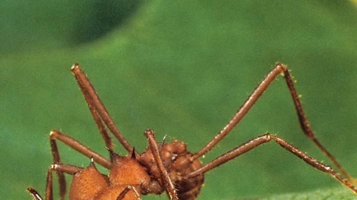 An <i>Atta sexdens</i> forager shears off a fragment.