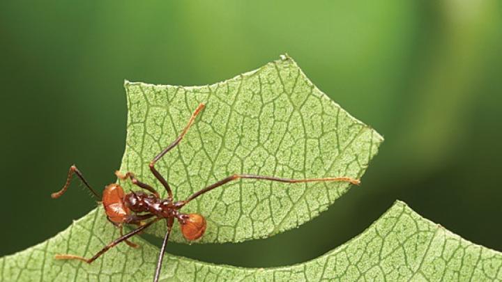 A leafcutter of the same species completes its cut.