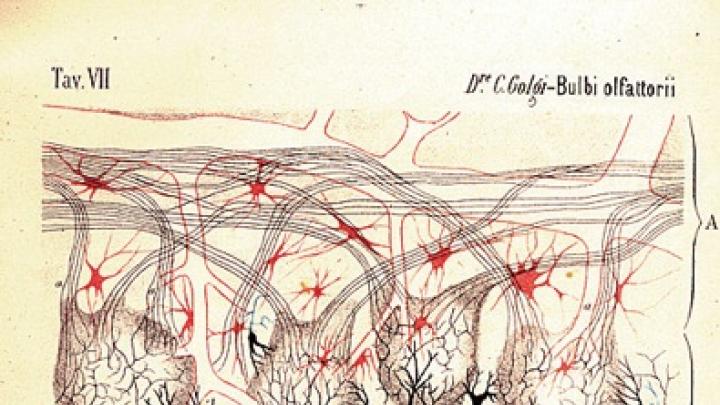 Italian histologist and future Nobel laureate Camillo Golgi made this drawing of a dog’s olfactory bulb in 1875. The features were revealed by a revolutionary method for staining nerve tissue that today bears his name. 