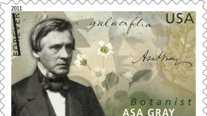 The U.S. Postal Service on June 16 issued a first-class stamp honoring botanist Asa Gray. A natural history professor, Gray also founded the Harvard Summer School 140 years ago. The stamp shows plants that he studied as well as the words <i>Shortia galacifolia</i> in his own hand. The story of his epic quest for that plant is told at http://arnoldia.arboretum.harvard.edu/pdf/articles/838.pdf.