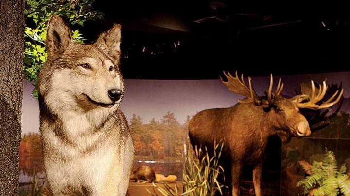 Denizens of <i>New England Forests,</i> a new permanent exhibit at the Harvard Museum of Natural History